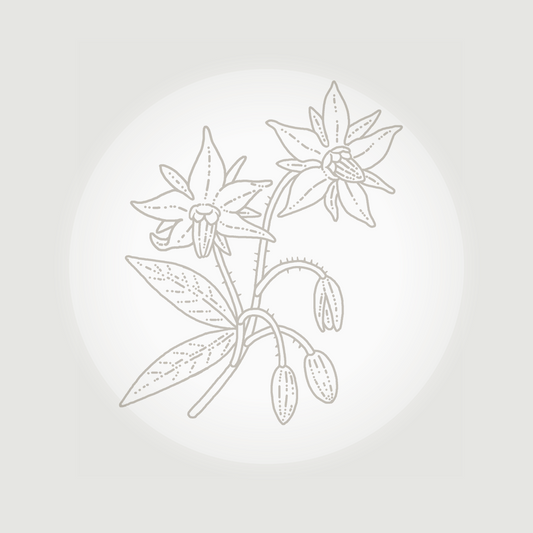 Borage (Borago Officinalis Seed Oil)