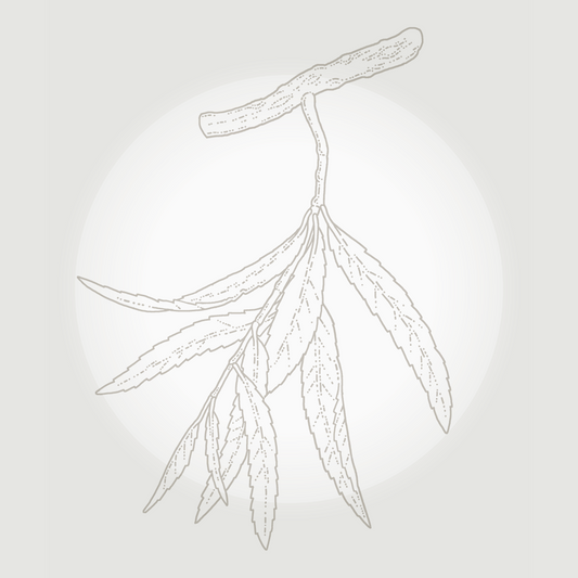 Willow Bark (Salix Alba Bark extract)