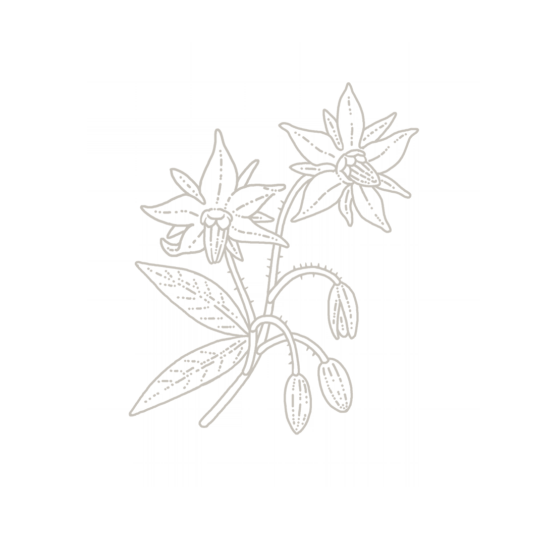 Borage (Borago Officinalis Seed Oil)