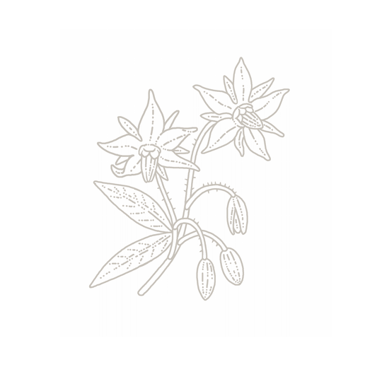 Borage (Borago Officinalis Seed Oil)