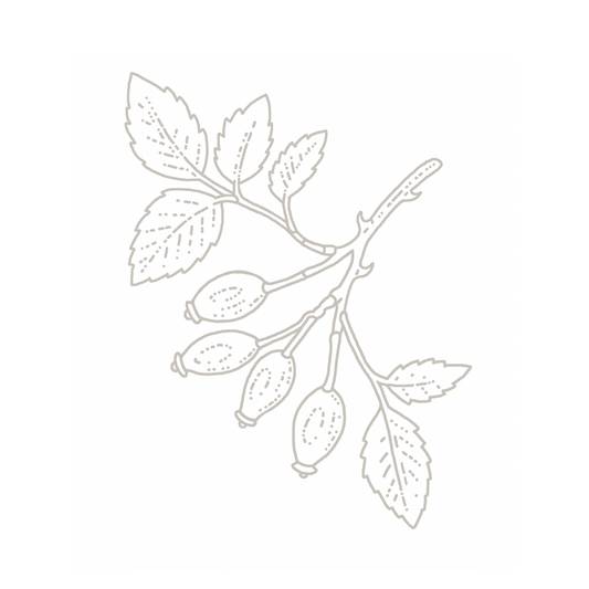 What is Rosehip Oil and How Does it Improve Skin?